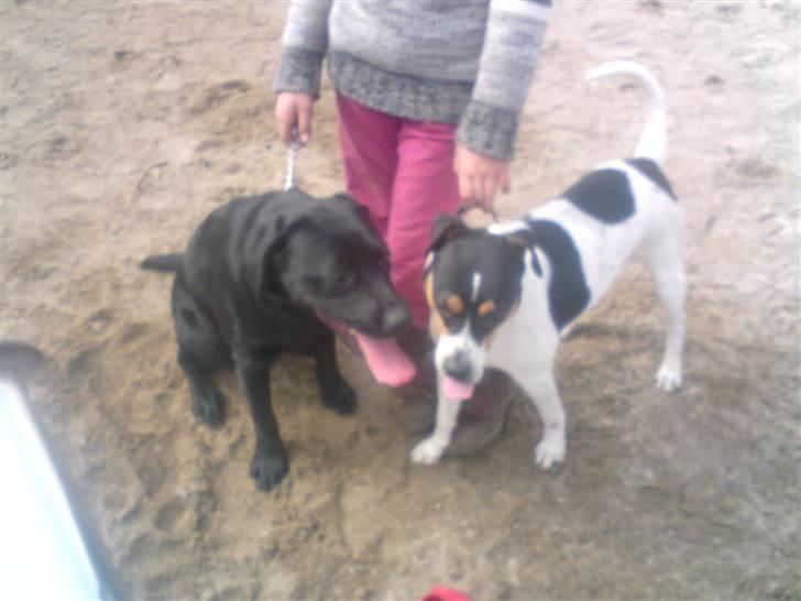 Dansk svensk gaardhund *****futte<3********** - ta lige en pause luke og futte billede 6