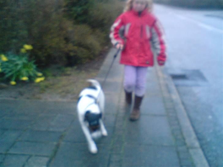 Dansk svensk gaardhund *****futte<3********** - duu trækker lidt maget futte<33:O) billede 7