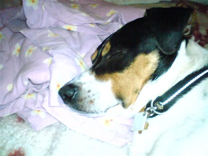 Dansk svensk gaardhund *****futte<3********** - futte sover lige lidt så sssshhhh!!!!!!!! billede 8