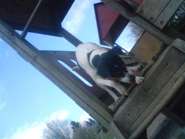 Dansk svensk gaardhund *****futte<3********** - han er lige kommet op nuu kommer luke også billede 9