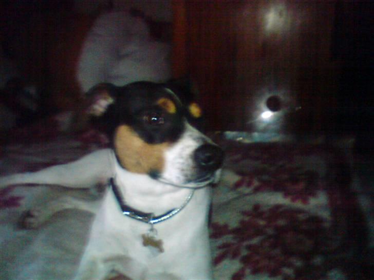 Dansk svensk gaardhund *****futte<3********** - jeg vil sove så gå louise og josephine<333 billede 11