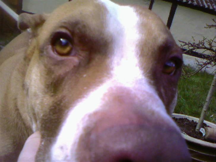 Blanding af racer Lundte billede 10