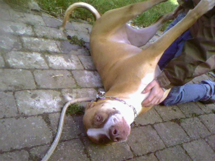 Blanding af racer Lundte billede 11