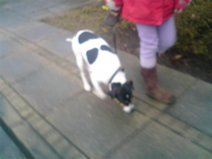 Dansk svensk gaardhund *****futte<3********** - gå pænt futte (dygtig) billede 12