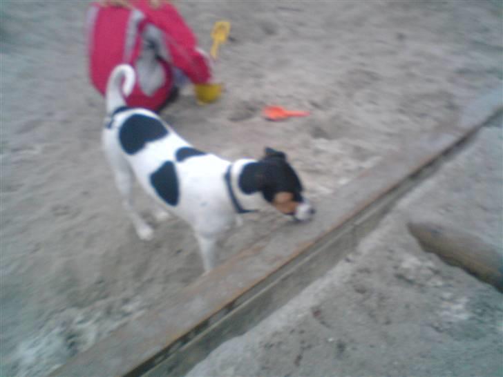 Dansk svensk gaardhund *****futte<3********** - hva laver duu louise billede 13