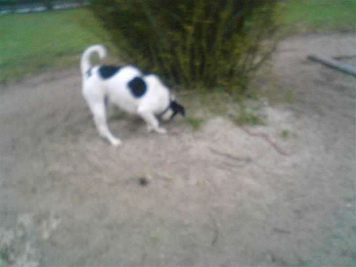 Dansk svensk gaardhund *****futte<3********** - ffyyy ikk grave futte billede 14