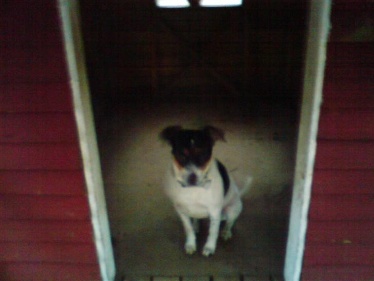 Dansk svensk gaardhund *****futte<3********** - sit pænt (dygtig) billede 15