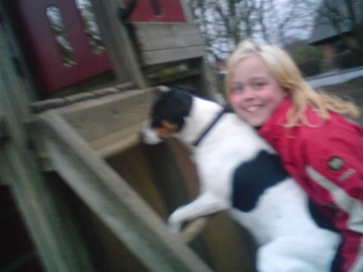 Dansk svensk gaardhund *****futte<3********** - på vej op igen!!!!!!!!!!! billede 16