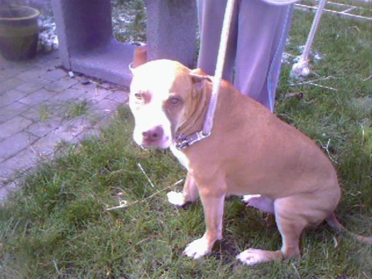 Blanding af racer Lundte billede 12