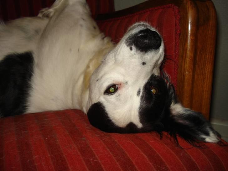 Blanding af racer Chips - Hvorfor spørger jeg.... hvorfor skal jeg absolut tages billeder af når jeg prøver at sove?? billede 6