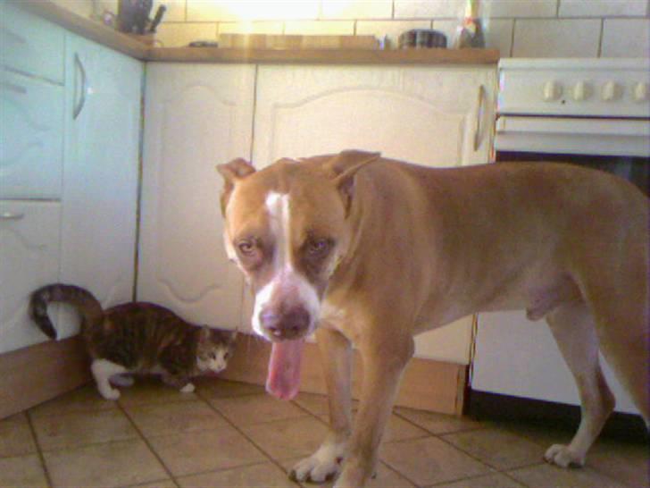 Blanding af racer Lundte billede 7