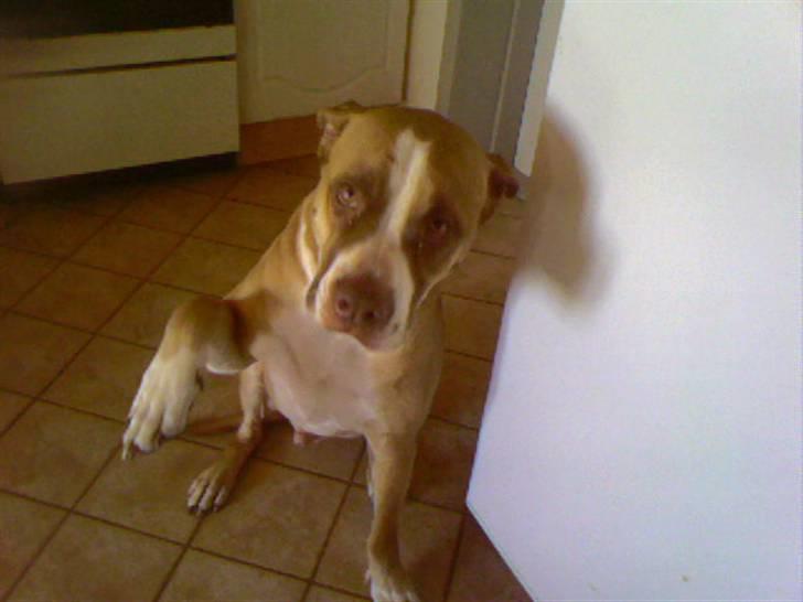 Blanding af racer Lundte billede 13