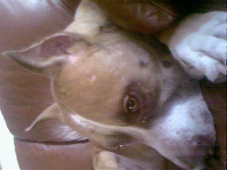 Blanding af racer Lundte billede 14