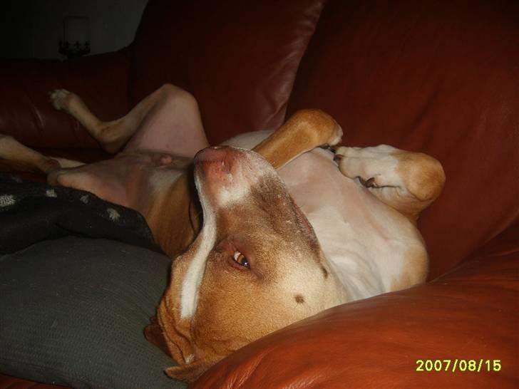 Blanding af racer Lundte billede 15