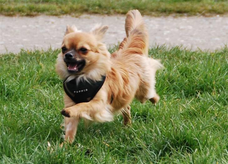 Chihuahua Ricko aka kongemand - se hvor fint jeg står på 2 ben, kun de højre. billede 11