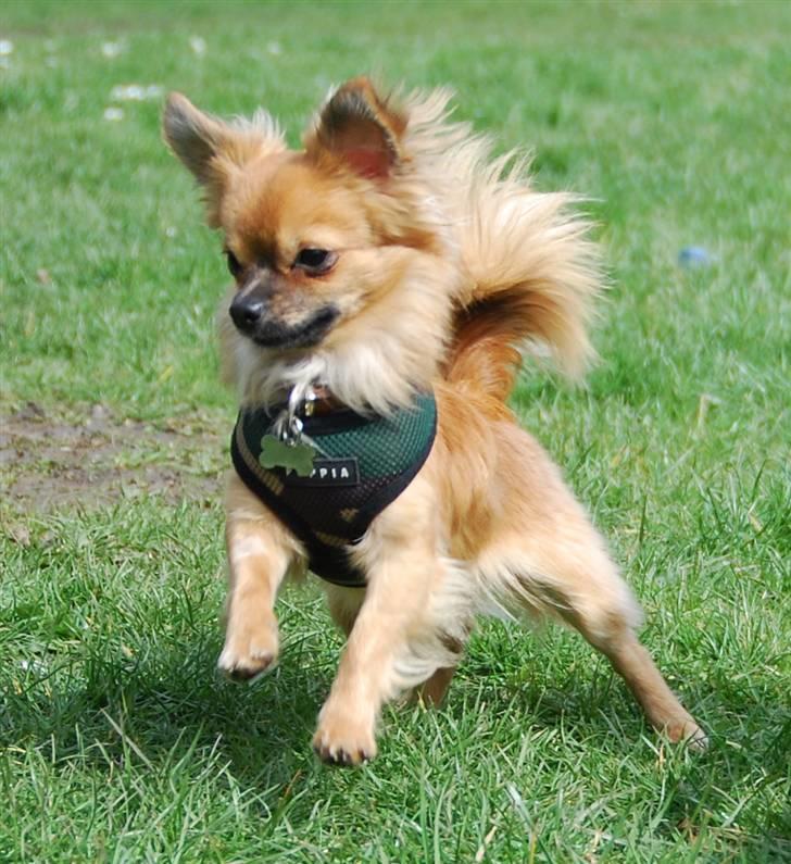 Chihuahua Ricko aka kongemand - Pas bare på billede 12