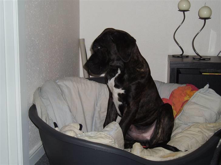Blanding af racer General Simba *R.I.P* - Moar, jeg vil ikke ha taget billede :(      (16 uger gammel) billede 7