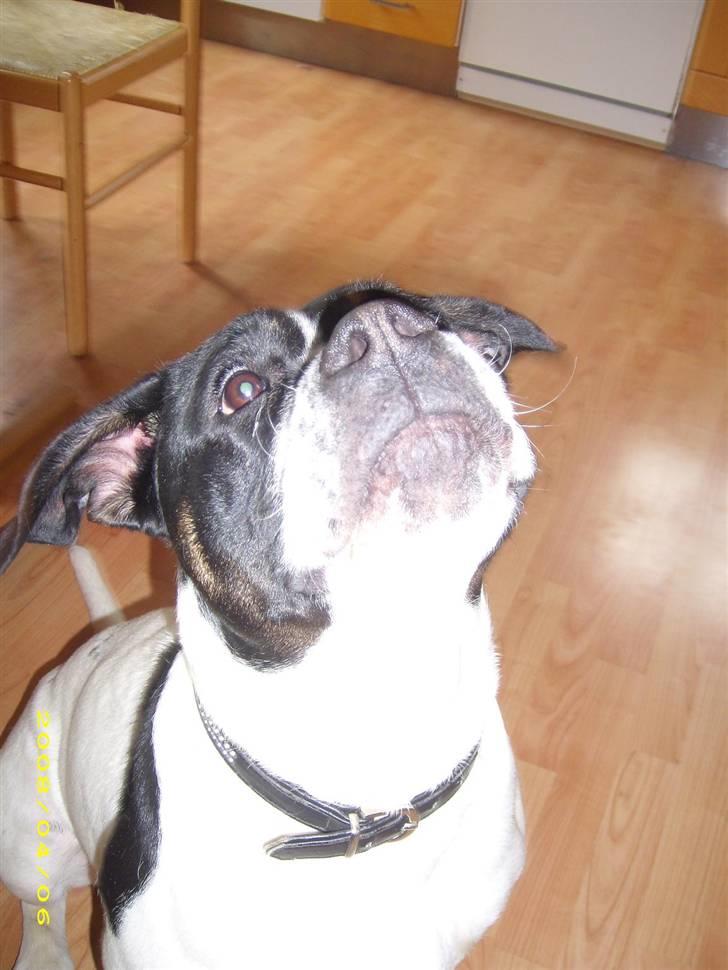 Blanding af racer molly billede 14