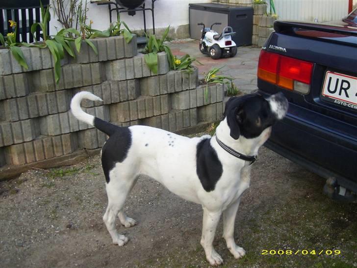 Blanding af racer molly billede 15