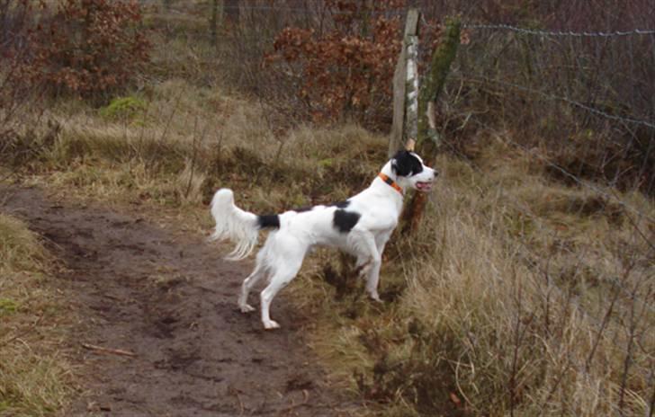 Blanding af racer Chips billede 7