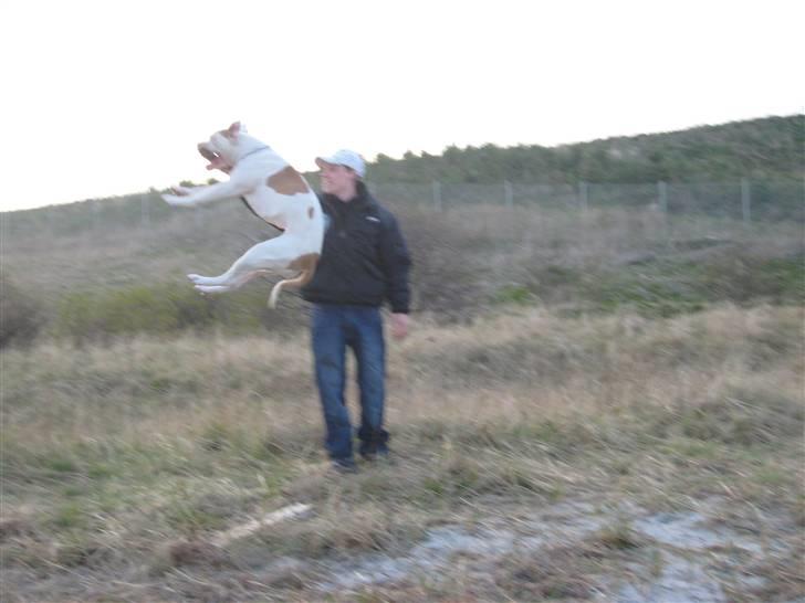 Amerikansk bulldog American Angel - På stranden. elsker at hoppe...  billede 9
