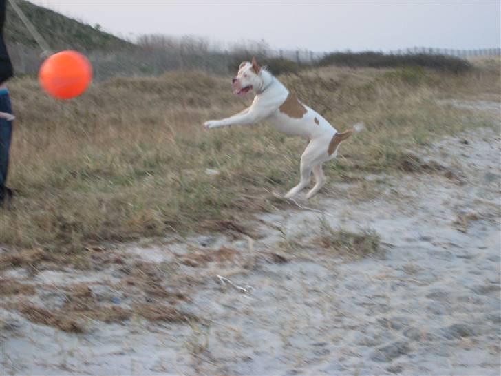 Amerikansk bulldog American Angel - Se mig jeg fanger bolden. billede 10