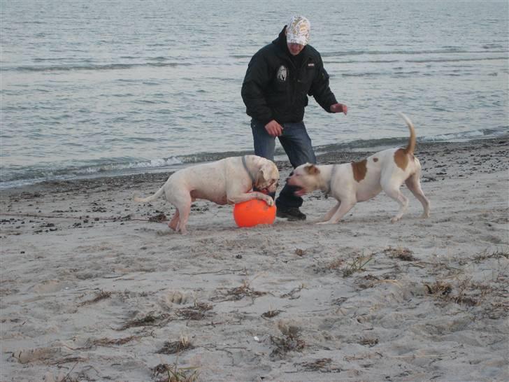 Amerikansk bulldog American Angel - Angel & vores Boxer Tyson Laver tug á war billede 11