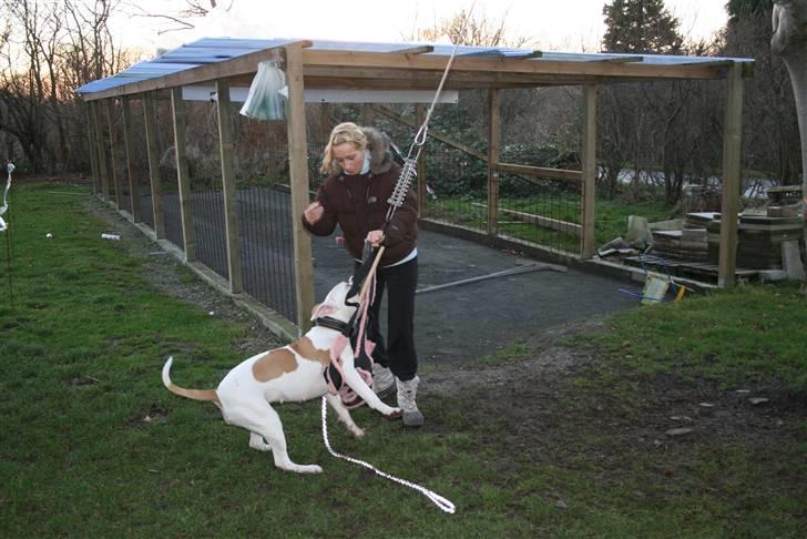 Amerikansk bulldog American Angel - Prøver hangtime men det går ikke så godt endnu billede 12