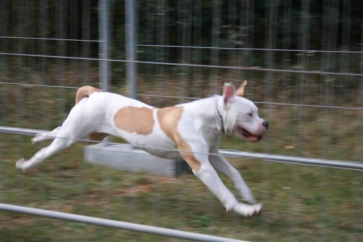 Amerikansk bulldog American Angel - Sprintrace det elsker jeg  billede 13