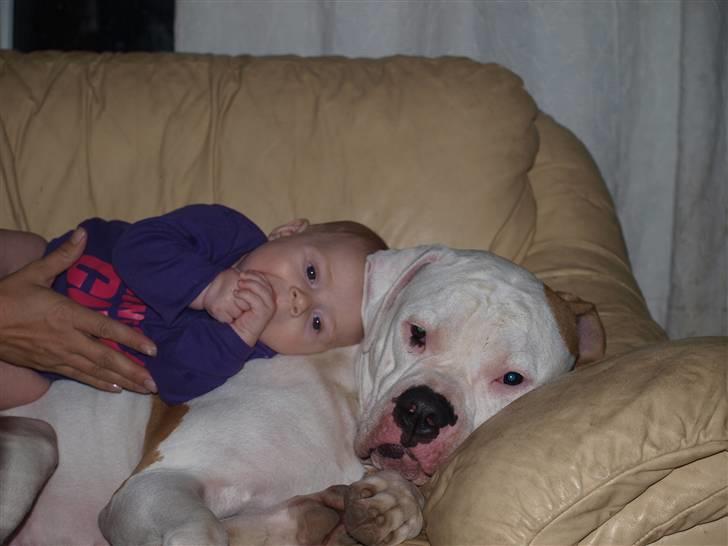 Amerikansk bulldog American Angel - Angel elsker alle vores unger.... billede 14