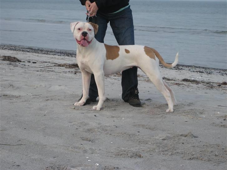 Amerikansk bulldog American Angel - Strandtur billede 15
