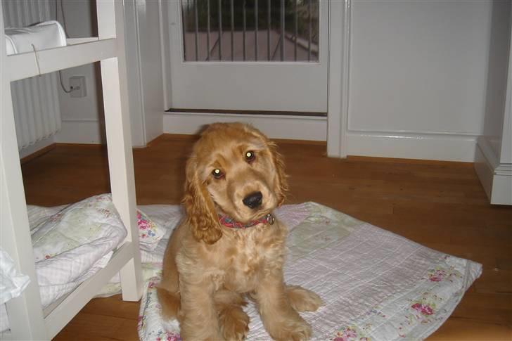 Cocker spaniel Conrad billede 3