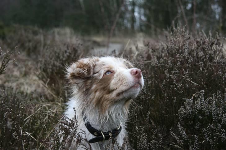 Border collie Gjerulff BS After Eight - Super øjenkontakt :-) billede 9