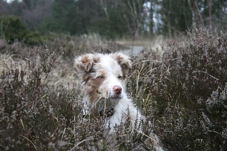 Border collie Gjerulff BS After Eight billede 10