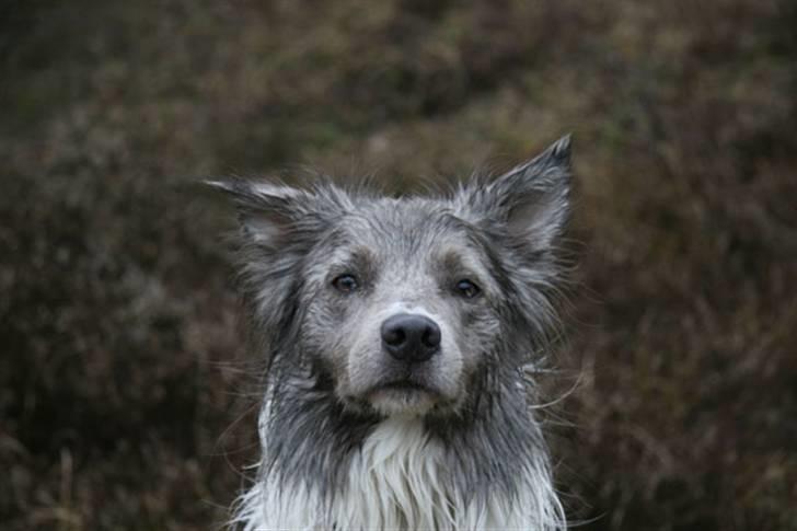 Border collie Zacho billede 13