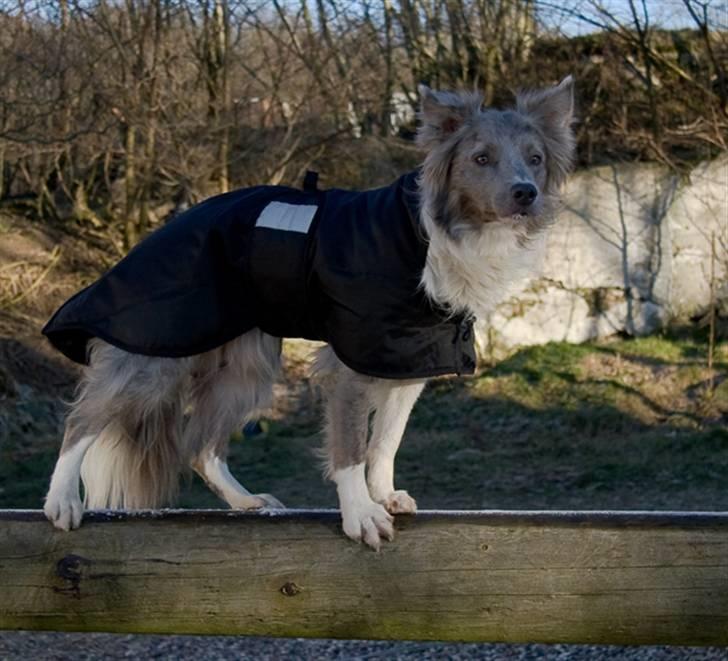 Border collie Zacho billede 14