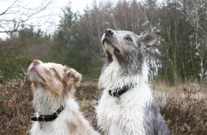Border collie Gjerulff BS After Eight - Joey og Zacho  billede 11