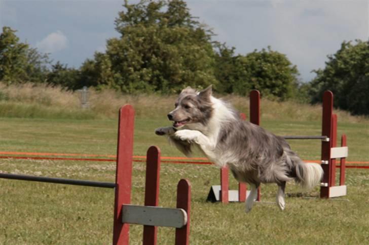 Border collie Zacho - Dgi´s landsdelsmesterskab i Randers 08 billede 16