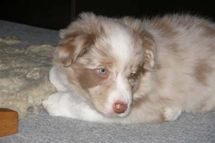 Border collie Gjerulff BS After Eight - Joeys første aften hjemme billede 12