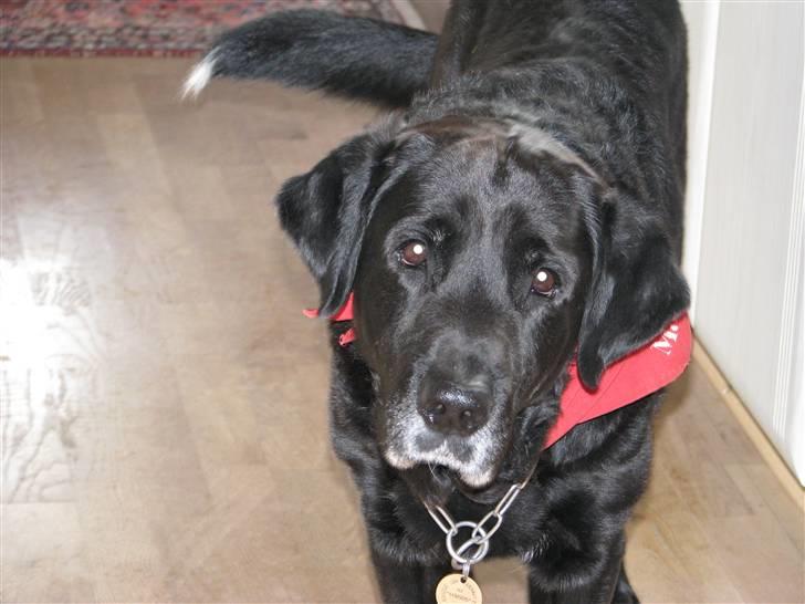 Blanding af racer Laban billede 18