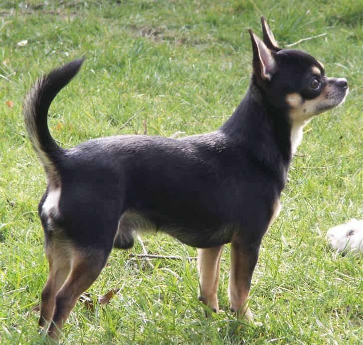 Chihuahua                   Zubin   billede 11