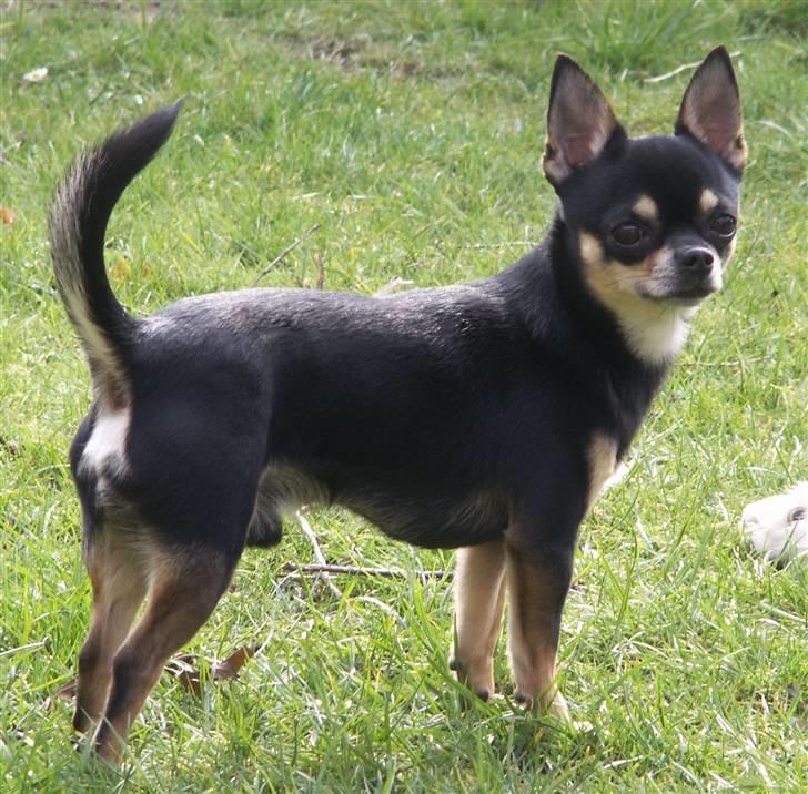 Chihuahua                   Zubin   billede 12