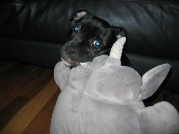 Staffordshire bull terrier Lukas - Den elefant smager bare så godt, mor :) (12 uger) billede 10