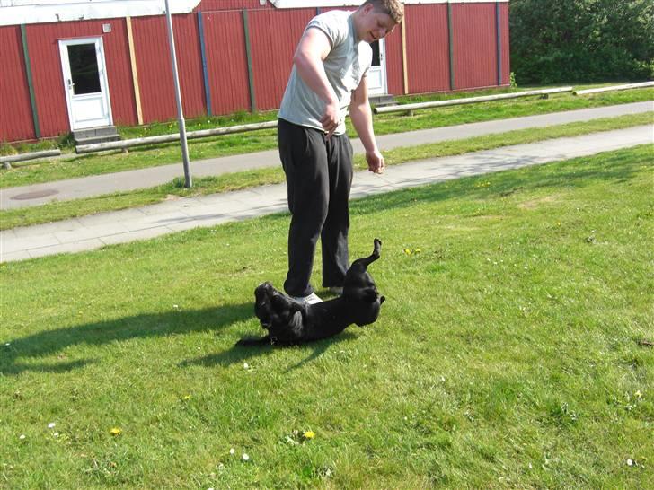 Staffordshire bull terrier Lukas - Hihi, jeg er bare så dygtig til at rulle-rundt i en fart! billede 11