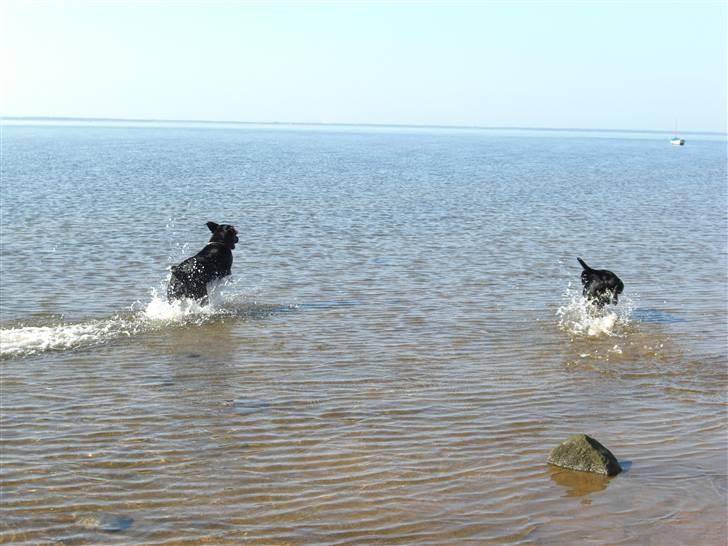 Staffordshire bull terrier Lukas - Hvem kommer først til Fanø, Max?! ... wuuuummm.. billede 12