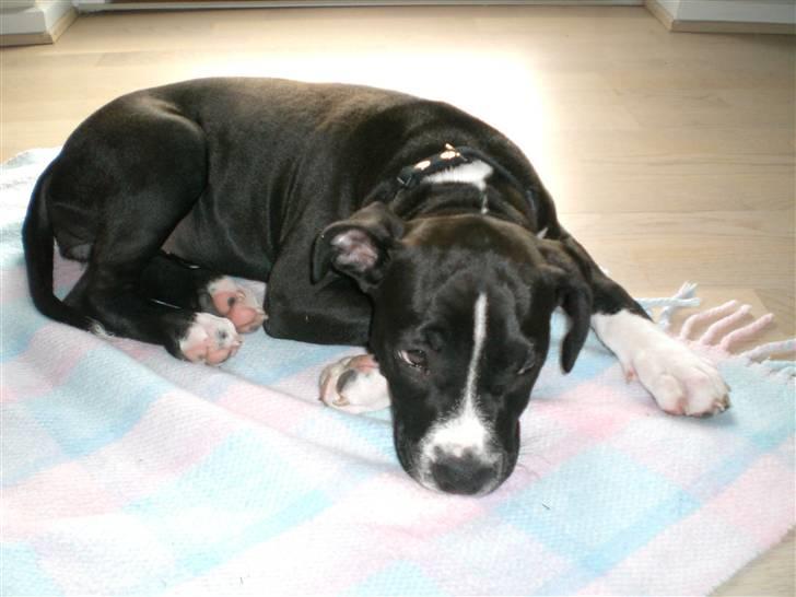 Amerikansk staffordshire terrier BAILY™ billede 14