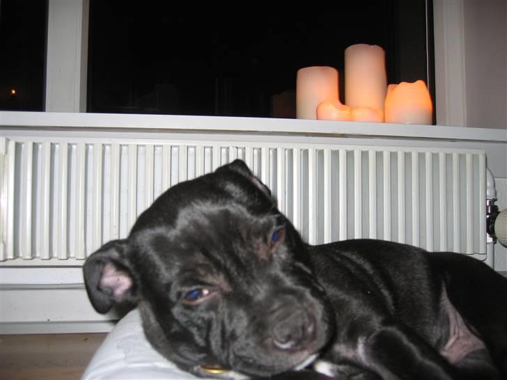 Staffordshire bull terrier Lukas - Please, kan vi ikke godt stoppe med de billeder nu?... billede 13