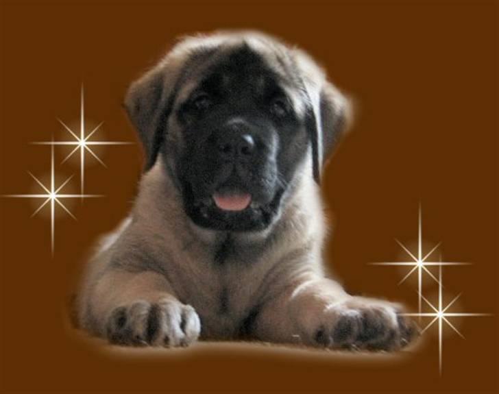 Mastiff Mocca - Hugedogge Rebecca billede 1