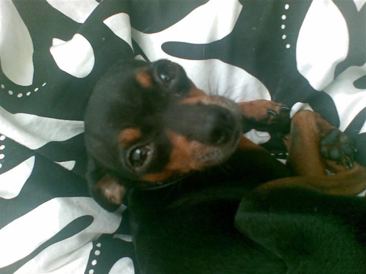 Prazsky krysarik Oskar Himmelhund <3 - Hey, mig du tager billeder af ? billede 4