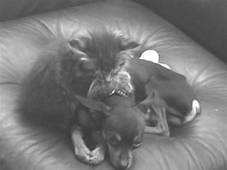 Prazsky krysarik Oskar Himmelhund <3 - God er han, ham Oskar . (: billede 5